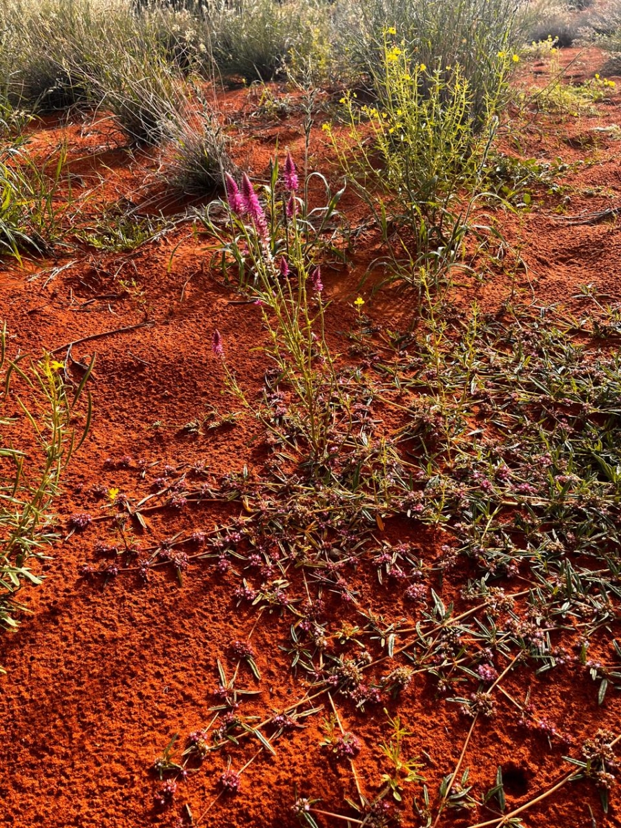 3 Bedroom Property for Sale in Upington Rural Northern Cape